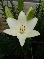 [5108 Scansano VH No02.JPG]